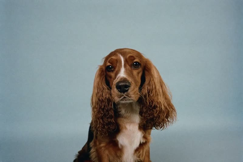 A cockapoo mid-groom against a soft blue backdrop