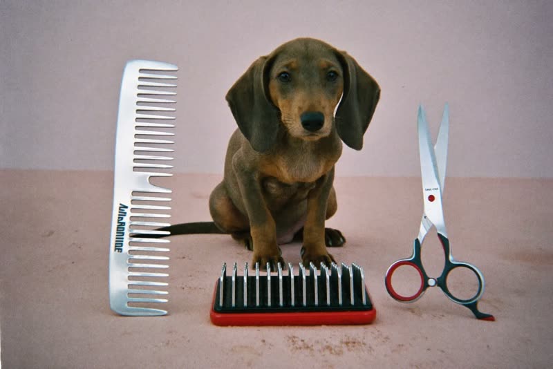 Grooming tools laid out on a pale surface