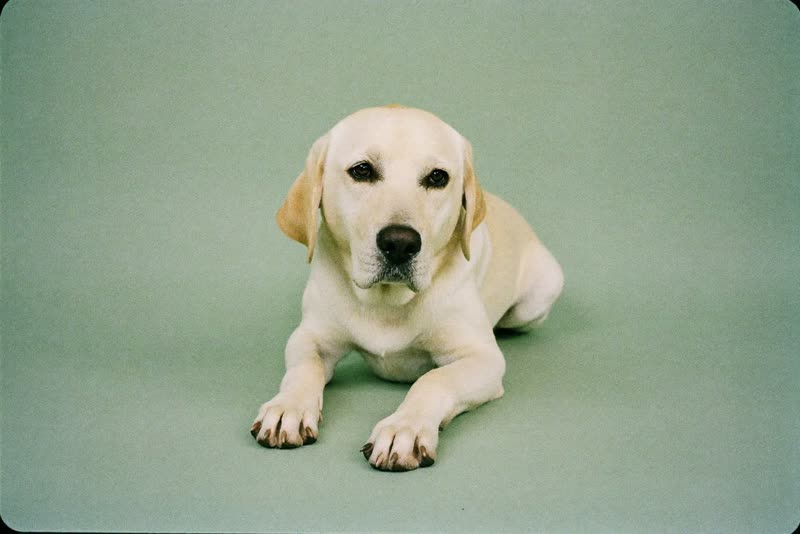 An older Labrador lying calmly after a groom