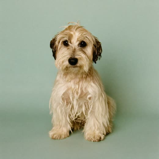 A small terrier freshly washed and towelled