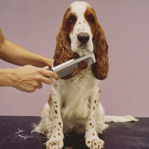 A spaniel's coat being combed out by hand