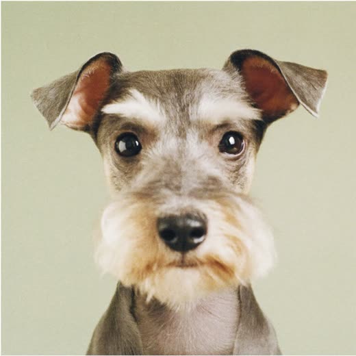 A schnauzer with a freshly scissored beard and brows