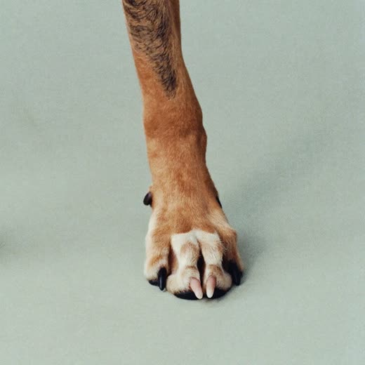 A dog's front paw with neatly clipped nails