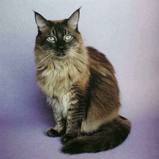 A long-haired cat with a freshly brushed coat